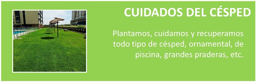 JARDINERO, MANTENIMIENTO, SETOS, PLANTAS, JARDIN, CESPED