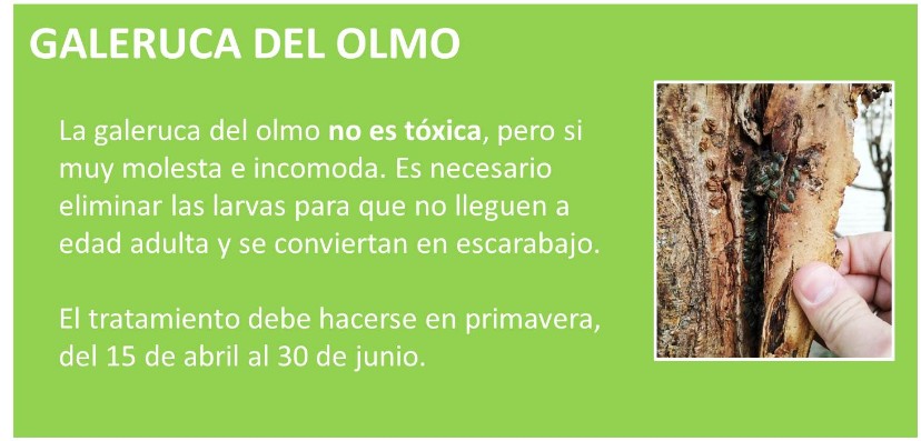 GALERUCA DEL OLMO, ESCARABAJO OLMO, FUMIGAR OLMO