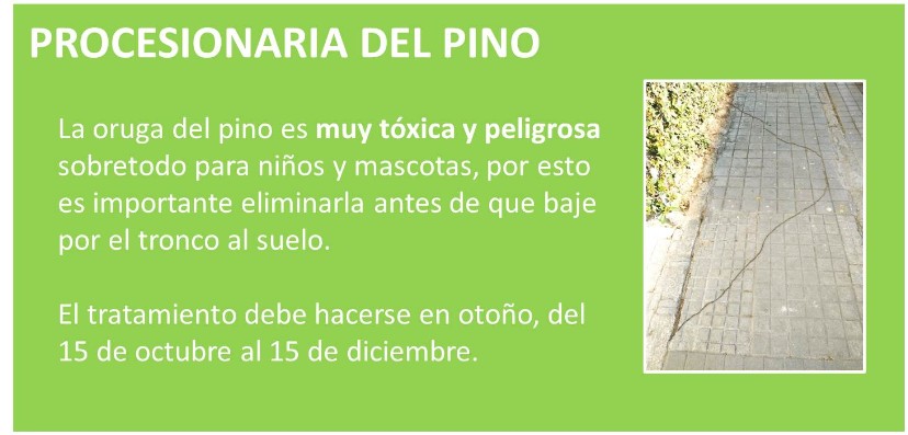 FUMIGACION ORUGA, FUMIGACION PINO, ORUGA PROCESIONARIA